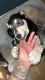Alaskan Malamute Puppies for sale in Midlothian, VA, USA. price: NA