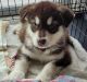 Alaskan Malamute Puppies for sale in Antioch, IL 60002, USA. price: NA