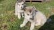 Alaskan Malamute Puppies for sale in St Charles, MI 48655, USA. price: $799