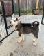 Alaskan Malamute Puppies for sale in Apple Valley, CA, USA. price: NA