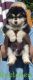 Alaskan Malamute Puppies for sale in Lynnwood, WA, USA. price: $2,000