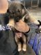 Alaskan Malamute Puppies for sale in Amity, OR 97101, USA. price: NA