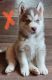 Alaskan Malamute Puppies for sale in Lakeview, MI 48850, USA. price: NA
