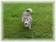 Alaskan Malamute Puppies for sale in Berlin Heights, OH 44814, USA. price: $1,200