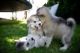Alaskan Malamute Puppies for sale in New York, NY, USA. price: $650