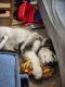 Alaskan Malamute Puppies for sale in Sicklerville, Winslow Township, NJ 08081, USA. price: $1,000