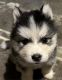 Alaskan Malamute Puppies for sale in Howell Ct, Howell Township, NJ 07731, USA. price: $500