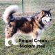 Alaskan Malamute Puppies for sale in Indiana, PA, USA. price: NA