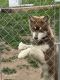 Alaskan Malamute Puppies for sale in Colby, WI 54421, USA. price: $400