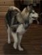 Alaskan Malamute Puppies for sale in 6102 Carriage Hill Dr, East Lansing, MI 48823, USA. price: NA