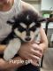 Alaskan Malamute Puppies for sale in Cambridge, Idaho. price: $1,000