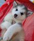 Alaskan Malamute Puppies for sale in Aguanga, CA 92536, USA. price: $200