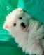 Alaskan Malamute Puppies for sale in Aguanga, CA 92536, USA. price: $250