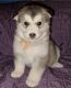 Alaskan Malamute Puppies for sale in Houston, Texas. price: $550
