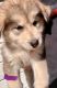 Alaskan Malamute Puppies for sale in Dearborn Heights, Michigan. price: $1,200