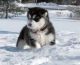 Alaskan Malamute Puppies for sale in Bridgeport, CT, USA. price: NA