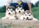 Alaskan Malamute Puppies for sale in Davenport, IA, USA. price: NA