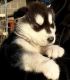 Alaskan Malamute Puppies for sale in Wichita, KS, USA. price: NA