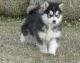 Alaskan Malamute Puppies for sale in Louisville, KY, USA. price: NA