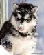 Alaskan Malamute Puppies for sale in Billings, MT, USA. price: NA