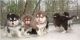 Alaskan Malamute Puppies for sale in Manchester, NH, USA. price: NA