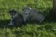 Alaskan Malamute Puppies for sale in Raleigh, NC, USA. price: $300