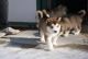 Alaskan Malamute Puppies for sale in Fargo, ND, USA. price: NA