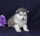 Alaskan Malamute Puppies for sale in Jonesborough, TN 37659, USA. price: NA