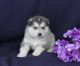 Alaskan Malamute Puppies for sale in Jacksboro, TN 37757, USA. price: NA