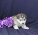 Alaskan Malamute Puppies for sale in Joelton, Nashville, TN 37080, USA. price: NA