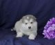 Alaskan Malamute Puppies for sale in Jamestown, TN 38556, USA. price: NA