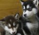 Alaskan Malamute Puppies for sale in Irvine, CA, USA. price: NA