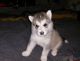 Alaskan Malamute Puppies for sale in Hartford, CT, USA. price: NA