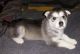 Alaskan Malamute Puppies for sale in Fort Wayne, IN, USA. price: NA
