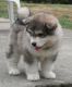 Alaskan Malamute Puppies for sale in Anson, TX 79501, USA. price: NA