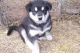 Alaskan Malamute Puppies for sale in Arlington, TX, USA. price: NA