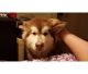 Alaskan Malamute Puppies for sale in Seattle, WA, USA. price: $800