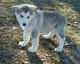 Alaskan Malamute Puppies for sale in Pembroke Pines, FL, USA. price: NA