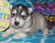 Alaskan Malamute Puppies for sale in Seattle, WA, USA. price: NA