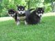 Alaskan Malamute Puppies for sale in Munfordville, KY 42765, USA. price: $450