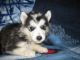Alaskan Malamute Puppies for sale in Munfordville, KY 42765, USA. price: $650