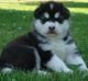 Alaskan Malamute Puppies for sale in Colorado Springs, CO, USA. price: $500