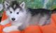 Alaskan Malamute Puppies for sale in Portland, OR, USA. price: NA