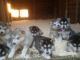 Alaskan Malamute Puppies for sale in Abraq Khaitan Kindergarten, 3 St, Khaitan, Kuwait. price: 100 KWD