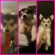 Alaskan Malamute Puppies for sale in Monroeville, OH 44847, USA. price: NA