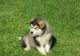 Alaskan Malamute Puppies for sale in Pittsburgh, PA, USA. price: NA