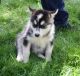 Alaskan Malamute Puppies for sale in Pittsburgh, PA, USA. price: NA