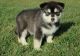 Alaskan Malamute Puppies for sale in South Bend, IN, USA. price: NA
