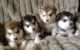 Alaskan Malamute Puppies for sale in Madison, WI, USA. price: NA