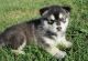 Alaskan Malamute Puppies for sale in Oregon City, OR 97045, USA. price: NA